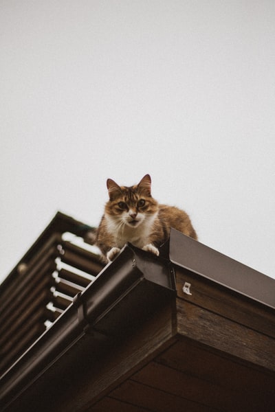 房子天花板上的棕猫